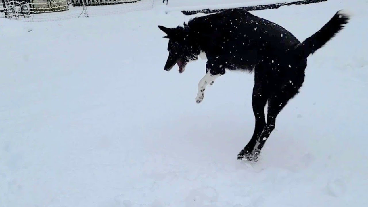 Border Collie ZOOMIES in the SNOW Figgy Farm Dog Zoom Zooms! 😄😍😂