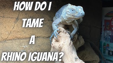 My New Rhino Iguana!!! But Now That I Got It, How Will I Tame It?