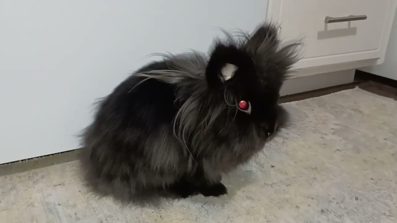 Constant Mischief🙄☺️💕#fluffybunny #bunny #smallpet #subscribe