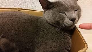 灰色猫に『味噌』の匂いを嗅がせる（キモボイス注意）