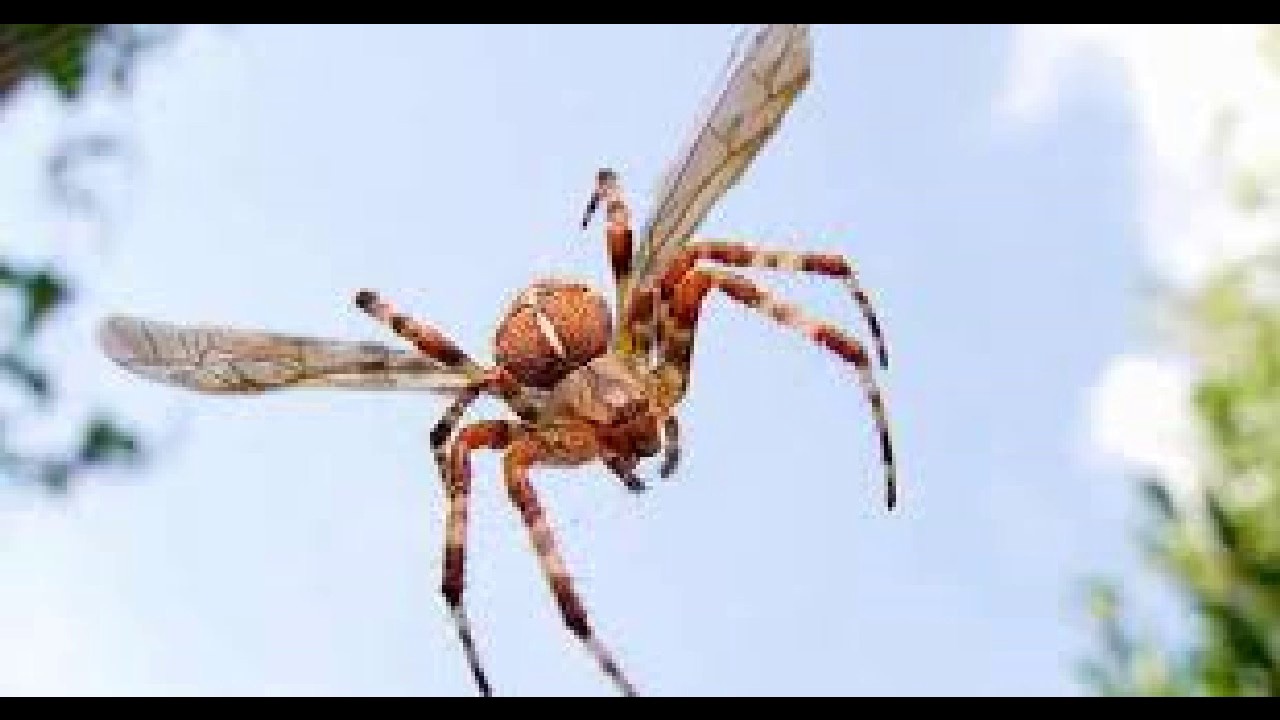 Nephila edulis. Летающий паучок. Летучий паук. Летающий паук. Мадагаскарский паук шелкопряд.