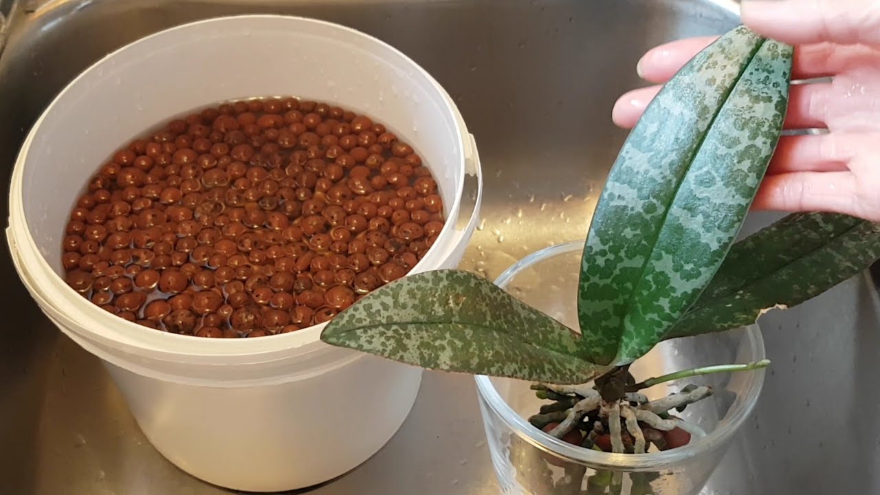 蝴蝶兰半水培尝试－ 陶粒/ Clay Pebbles