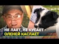 Ненецкая оленегонная лайка станет новым ямальским брендом