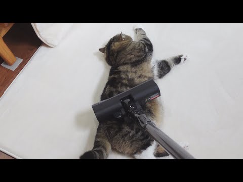 掃除機ごときでは動じないねこ。-Cats don't mind about the vacuum cleaner at all.-