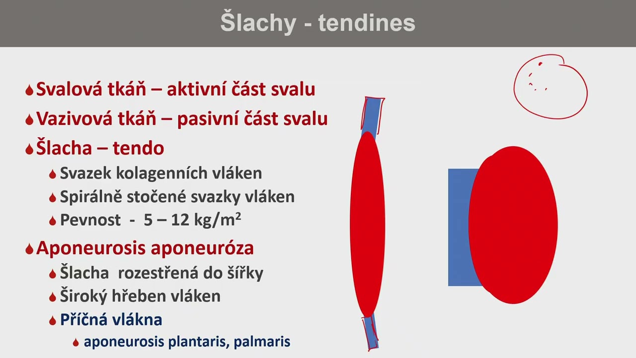 Prof. MUDr. Jiří Ferda, Ph.D. - obecná myologie a základy neuroanatomie