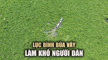 Dân kêu trời "ăn phải tranh thủ, đi phải canh giờ" vì lục bình phủ kín sông Vàm Cỏ Đông