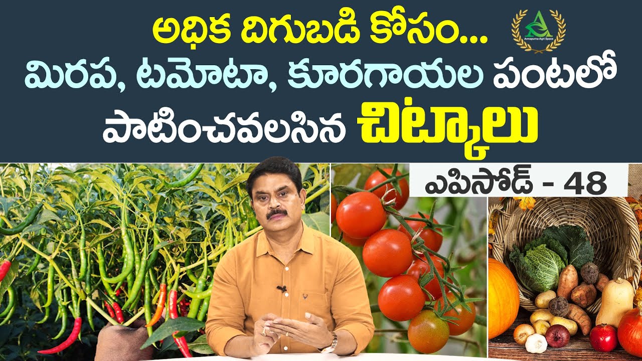 ఎపిసోడ్ 48- అధిక దిగుబడి కోసం.... మిరప, టమోటా, కూరగాయల పంటల్లో పాటించవలసిన చిట్కాలు  |