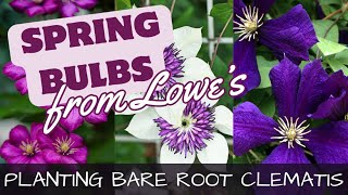 How To Plant Bare Root Clematis & Spring Planted Bulbs at Lowe's
