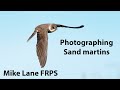 Photographing Sand martins