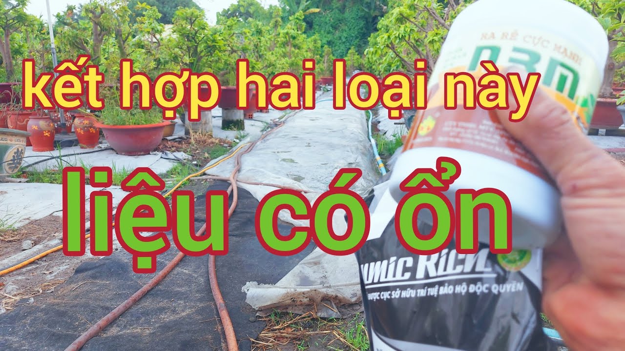 Cách tưới kích rễ cho cây mai , cây quất khi kết hợp hai loại với nhau