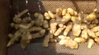Ginger peeling washing machine,U shape brush roller washer for ginger,potatoes,sweet potatoes,etc.
