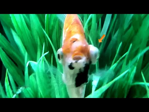 Popeye disease in aquarium fish - how to treat popeye disease in aquarium fish