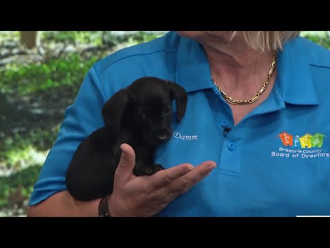 Clear the Shelters