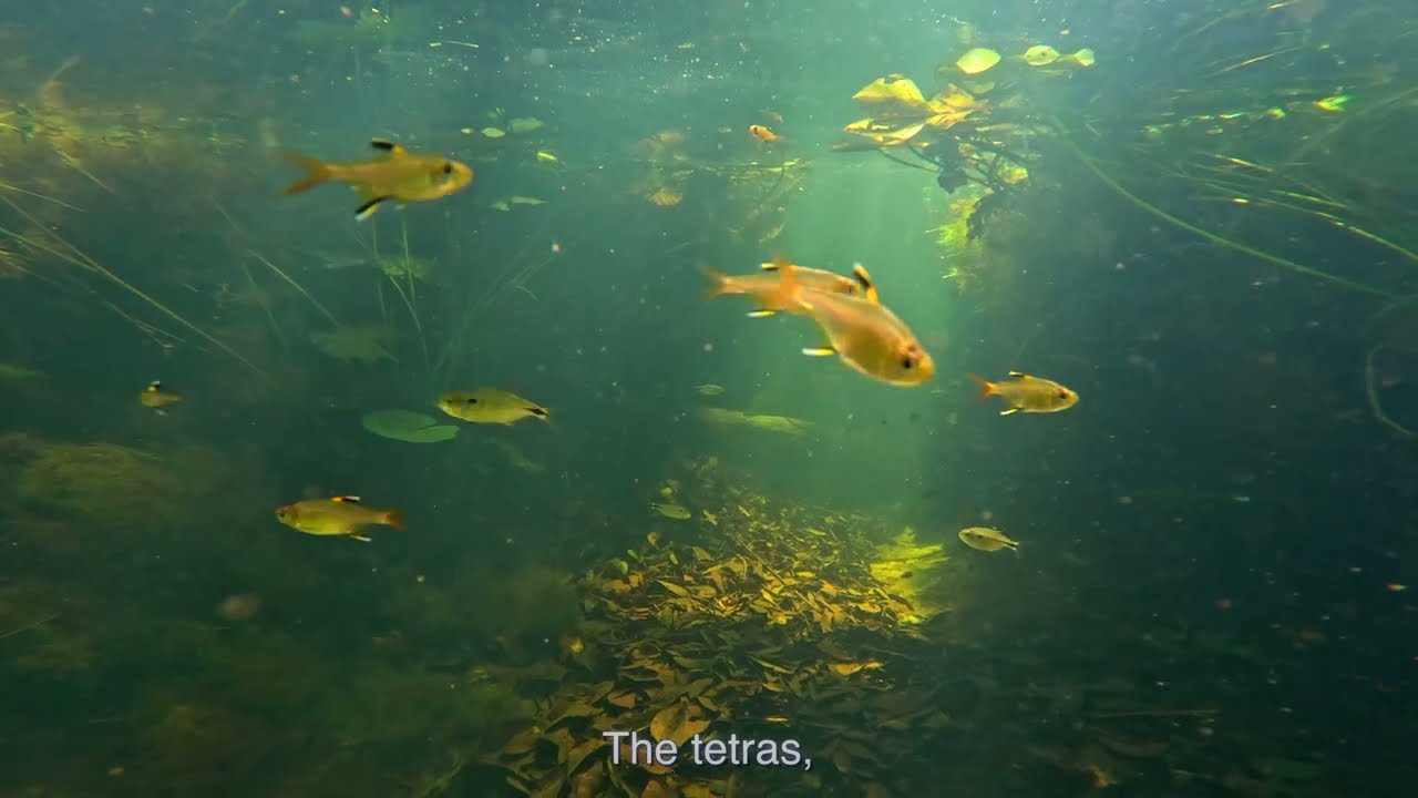 Forest Pool in northeast Brazil