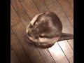 Otter totally freaks out over treats wow screaming  weird noises