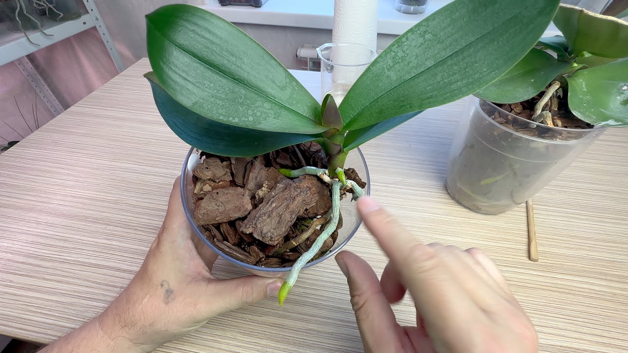 эти ОРХИДЕИ КАК НА ДРОЖЖАХ растут, плодятся и гонят корни // вправляем ...