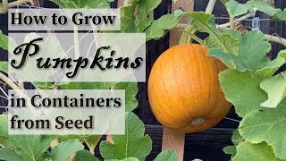 How to Grow Pumpkins in Containers from Seed | Easy planting guide