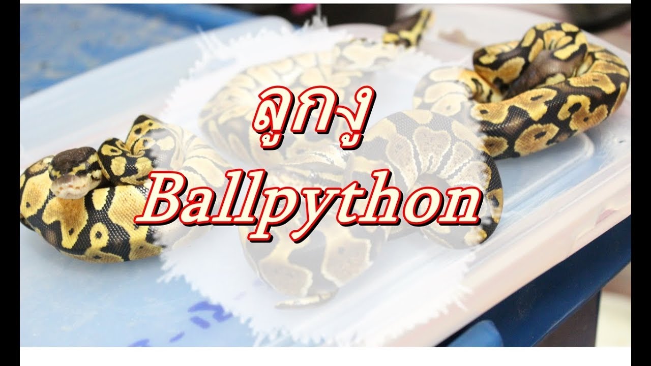 animal and man ▶EP.1 ลูกงู Ball python ปี2017 [ The Seventeen Farm ]