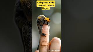 A Sinpanse Walks Between Human Fingers