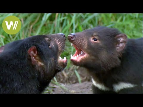 Video: Wie gefährlich sind Tasmanische Teufel?