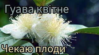 Гуава полунична знову гарно квітне - дуже потужна рослина.