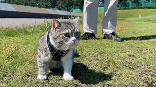 散歩中に飼い主を見つけた猫の反応がかわいすぎた…笑