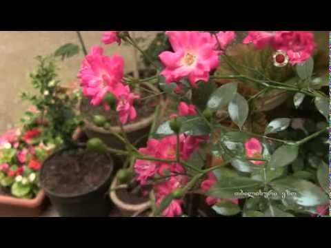 ▶ თბილისური ეზო