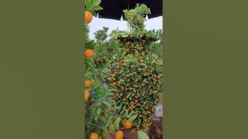 Quất Lục Bình Tết 2022