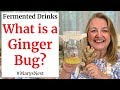 How to make a ginger bug for making probiotic rich fermented drinks