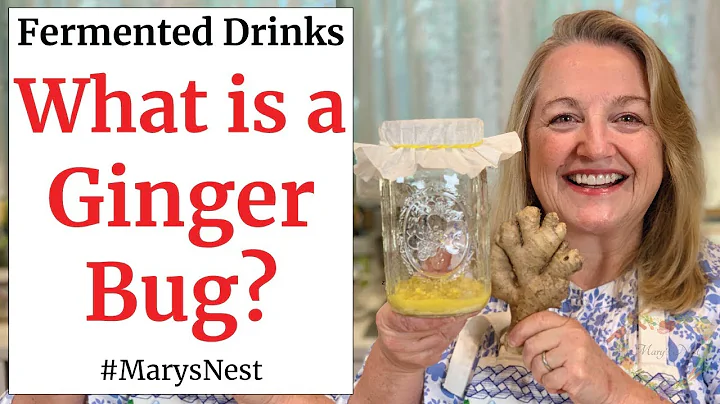 How to Make a Ginger Bug for Making Probiotic Rich Fermented Drinks