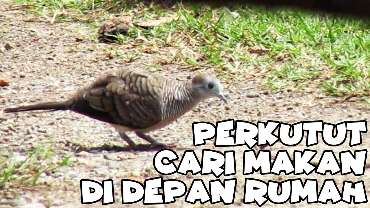 Burung Perkutut Alam Jalan Jalan Di Depan Rumah - YouTube