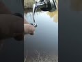 Язь на утралайт на перекате #fishing #море #рыбалка #весна