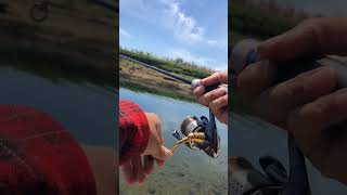 DOG-X Jrでボイル打ち🐟🐟🐟 #ブラックバス #川#霞水系 #shimano #megabass #ステラ#ボイル打ち#ペンシルベイト