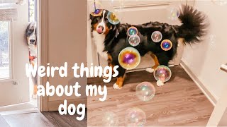 Weird Things About My Bernese Mountain Dog | Part 2