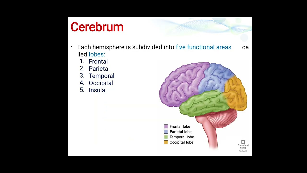 Nervous system – Lab 8 Part 2