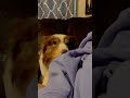 Trying to RELAX😌🤣#cutedogs #viraldog #funnymoments #trendingshort #relaxing