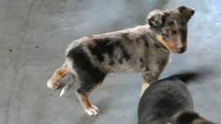 Miniature Australian Shepherd Mix Puppy For Sale