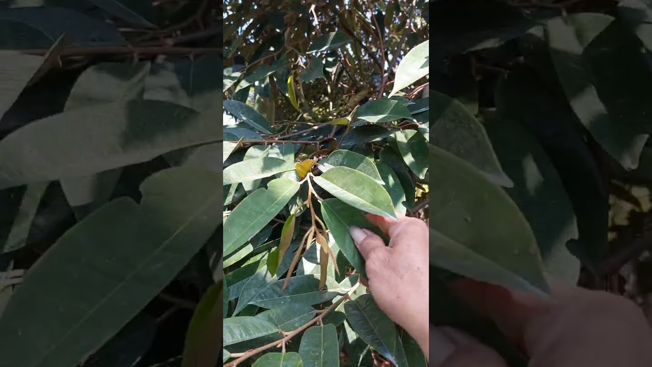 Cử phân cuối trước xổ nhụy đi sao cho họp lý để mẫu trái đẹp.