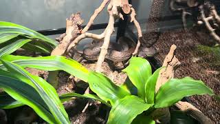 Update on Frigg the Macklotts Python