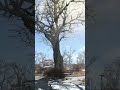 Fallout 4 Commonwealth Ambience | Old Tree in Sanctuary #shorts