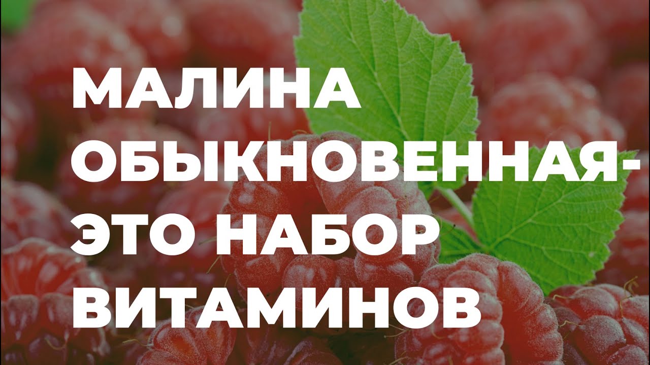Малина обыкновенная - полезные свойства, в народной медицине / Захар Травник