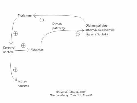 Basal Ganglia - Draw it to Know it, Neuroanatomy 