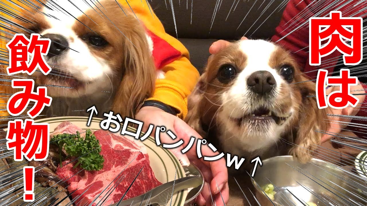 キャバ嬢初めてのBBQ店で爆食ｗ特大ステーキに大興奮【キャバリア犬】