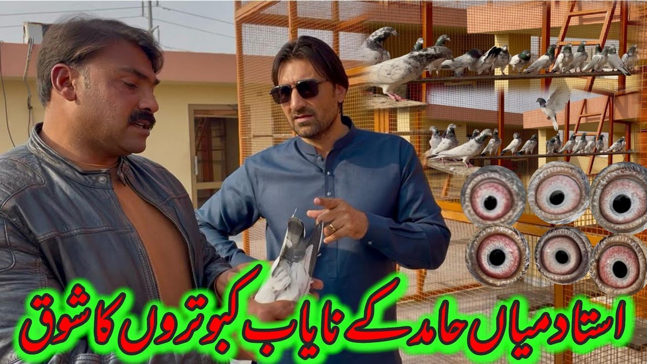 Ustad Mian Hamid k Nayab kabootron ka shoq🥰|| ustad ch kamran 