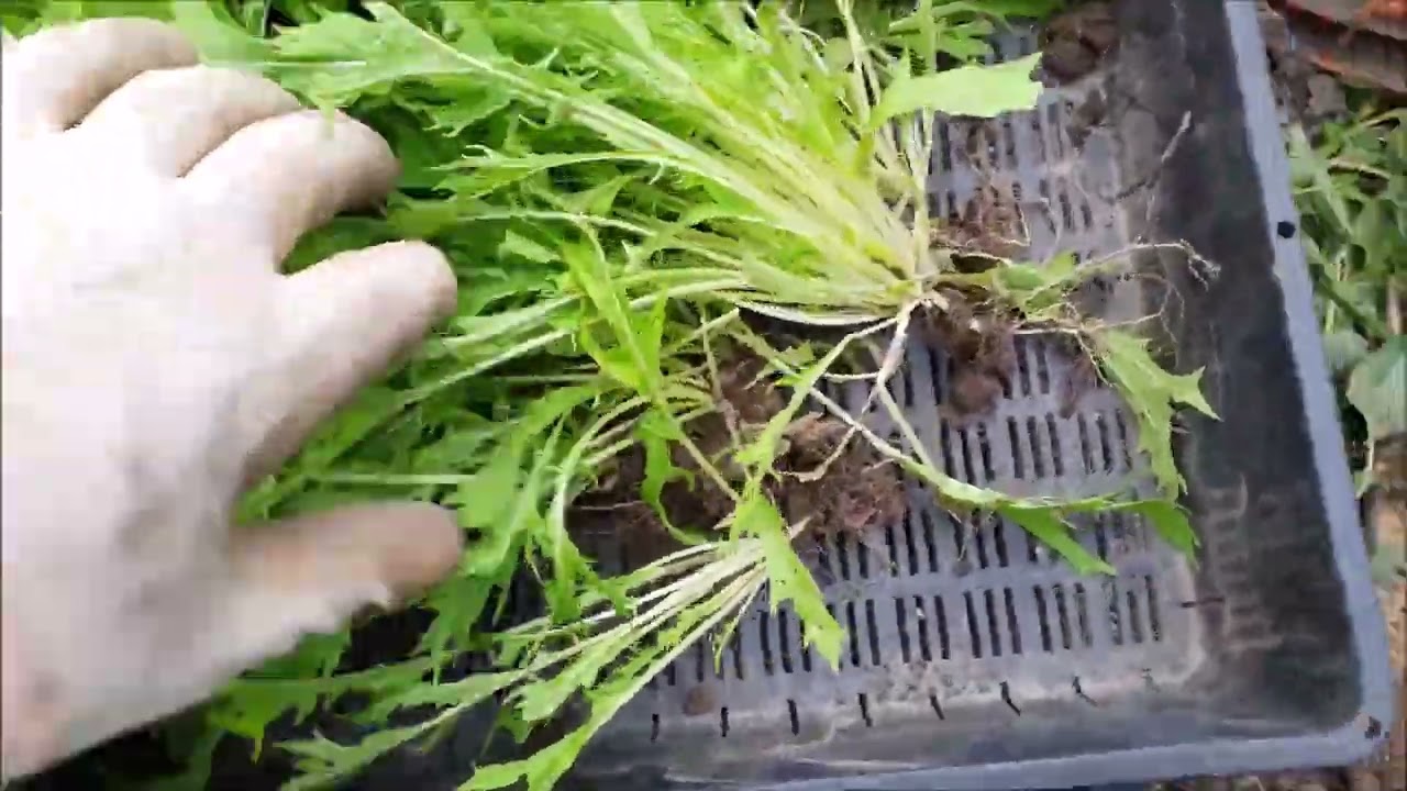 水菜の苗の定植 - YouTube