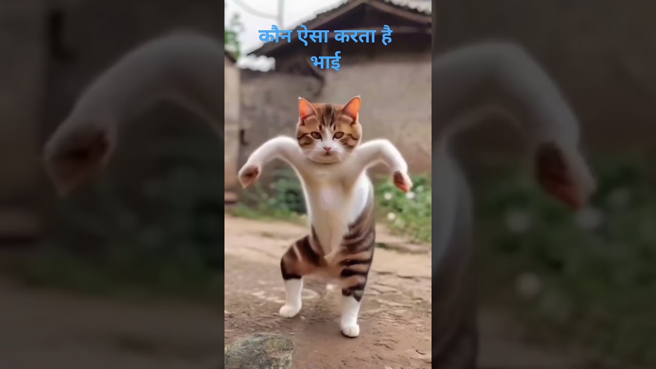 Anu & Tanu video |Cat dance 