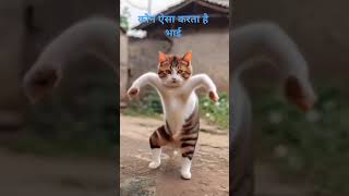 Anu Tanu Video Cat Dance New Music Tv Channel