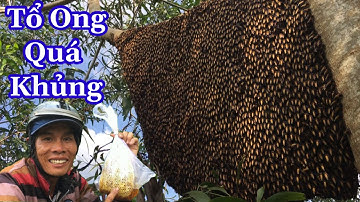 Bắt Ong Rừng Khủng Tổ Ong Mật Không Ngờ @Lực 68 TV #4