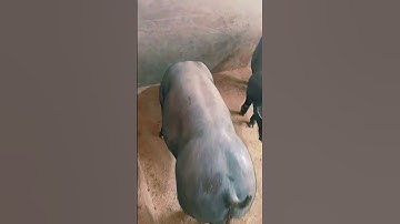 binary sow #breeding pig 37