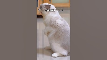 Cutest Godzilla Roar 😠😠 #shorts #godzilla #dinosaur